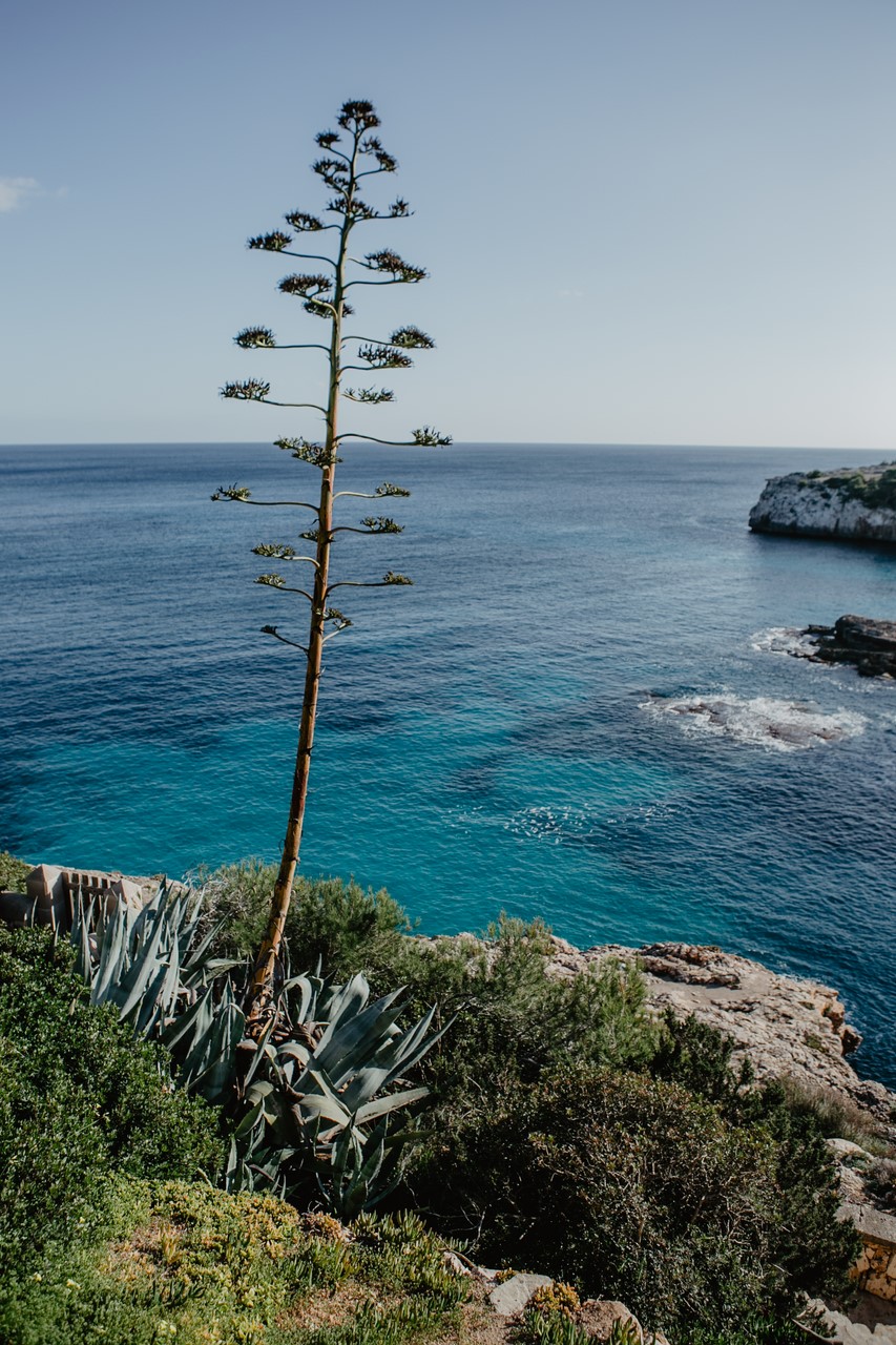 Weihnachten und Silvester auf Mallorca